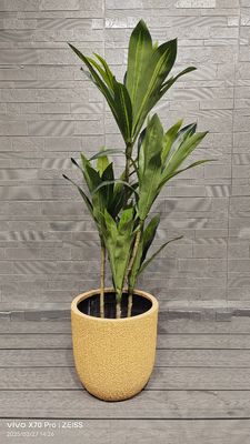 Купить Желтые узоры на кожуре дыни сорта Медовая роса для круглого волокнисто-глиняного кашпо для садового ландшафтного проекта online manufacture